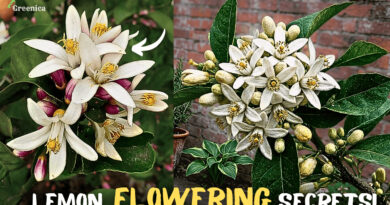 Lemon Plant Care & Flowering Tips! (Most Beginner's Don't Know)