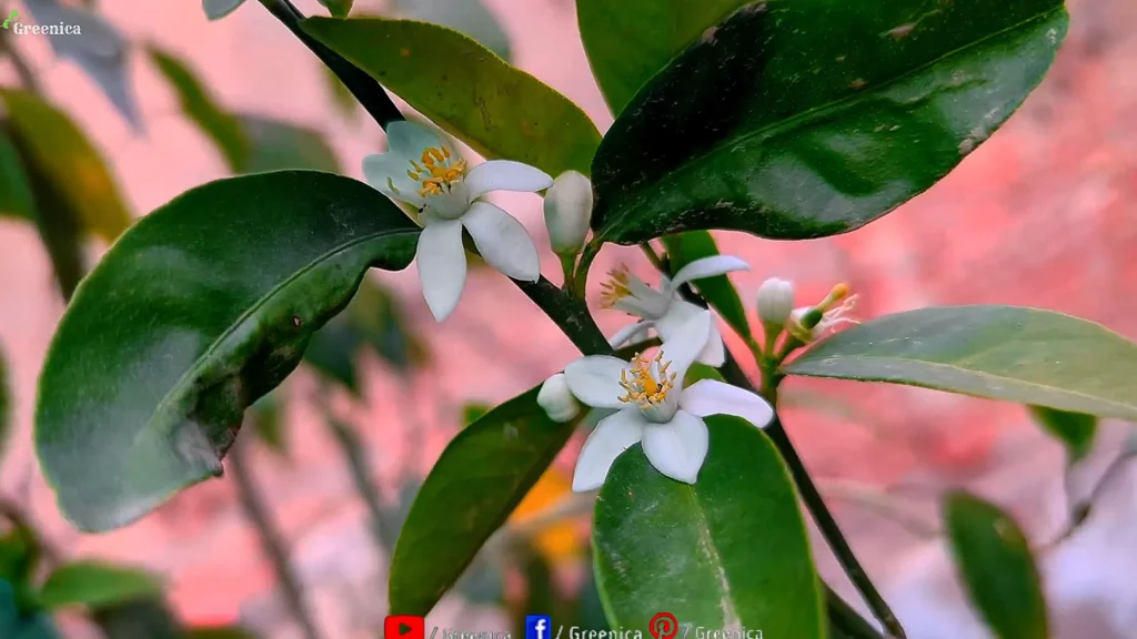 Lemon Plant Flowers