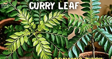 6 Secret Curry Leaf Plants Growing Tips!