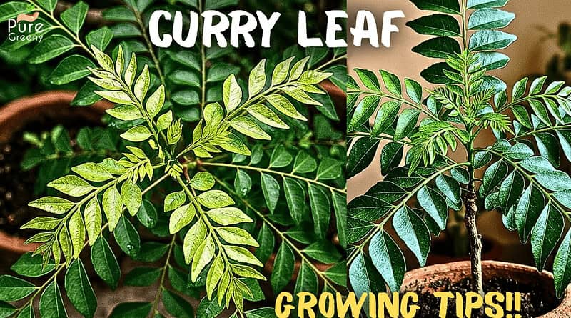6 Secret Curry Leaf Plants Growing Tips!