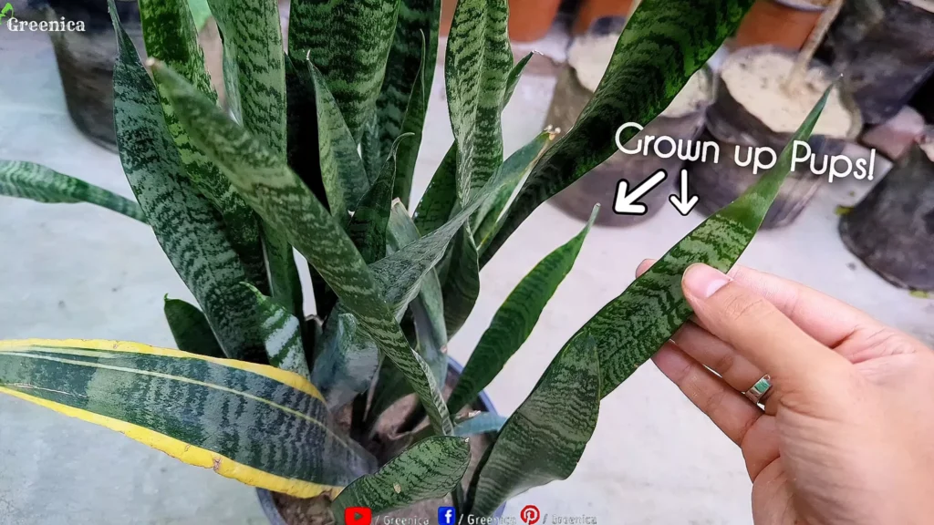 Growing Snake Plant pups