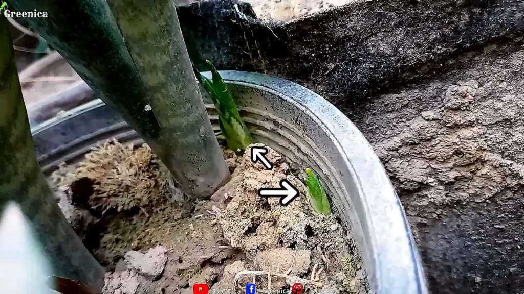 Growing Snake Plant pups