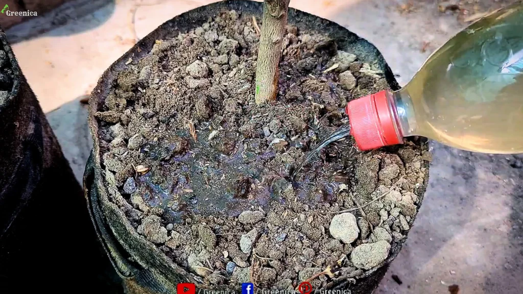 Watering Lemon Plant