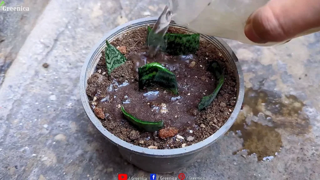 Growing Snake Plant Cuttings