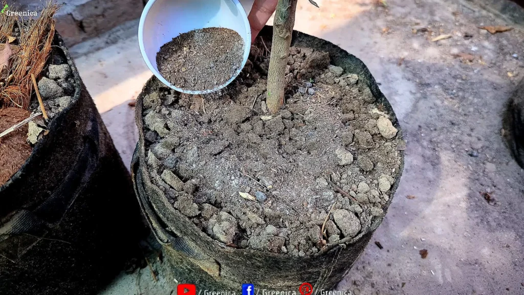 Fertilizer For Lemon Plant