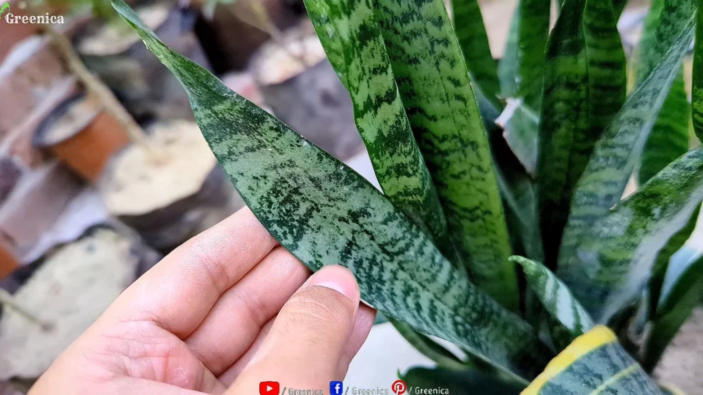 Snake Plant Green leaf