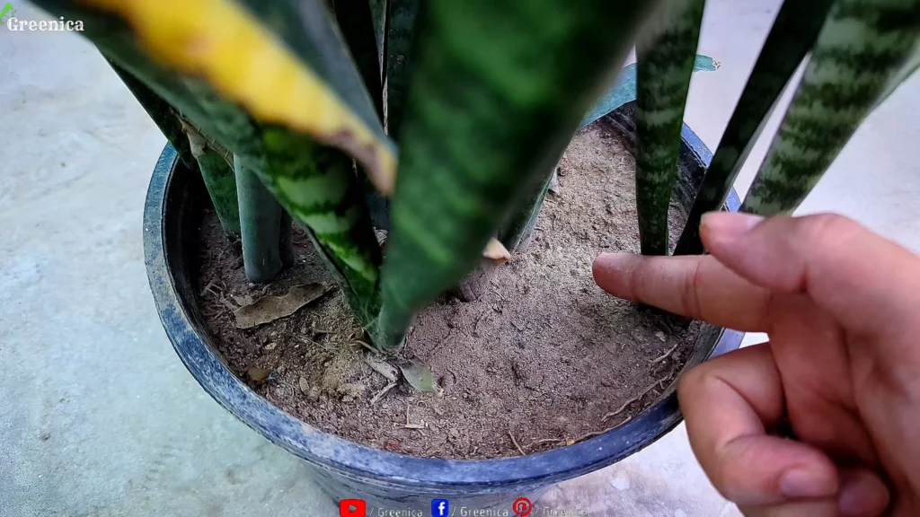 Snake Plants Soil