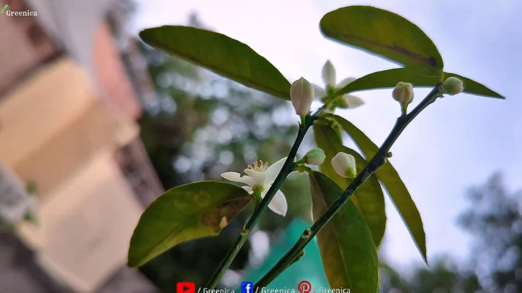 Lemon Flower Buds