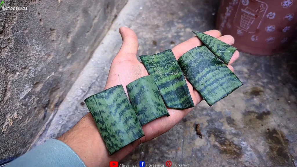 Growing Snake Plant Cuttings