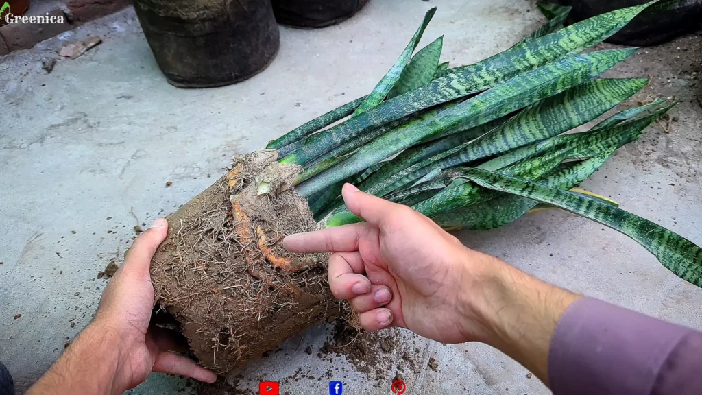 Dividing Snake Plants
