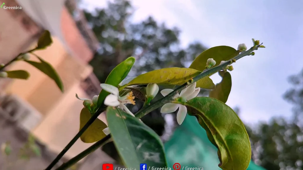 Lemon Plant Flowers In Sun