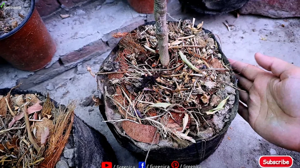 Lemon Plant Soil mulching