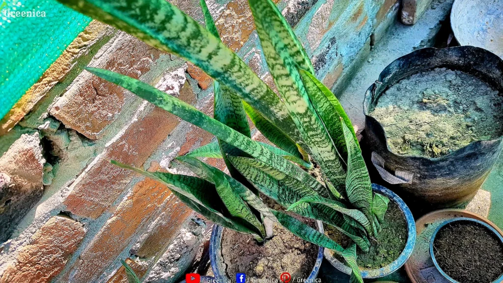 Growing Snake Plants