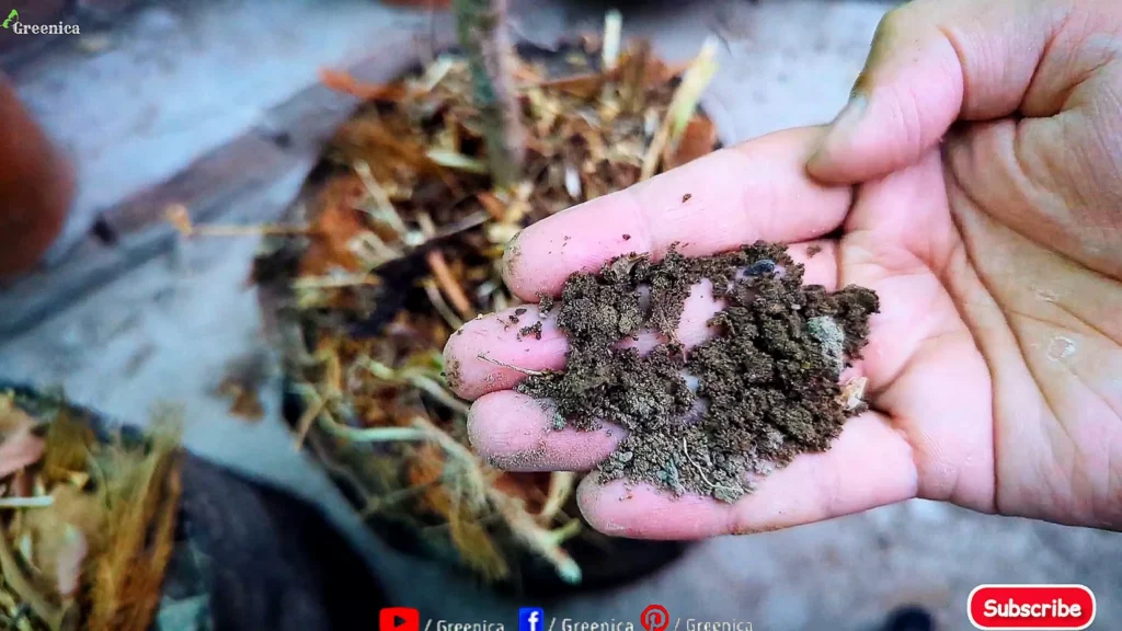 Lemon Plant Soil Media