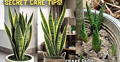 Snake Plant Care Tips For Beginners!