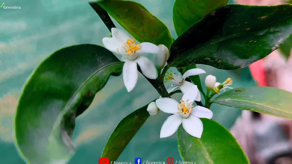Lemon Plant Flowers