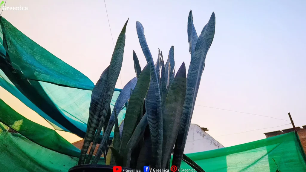 Snake Plant Under Sky