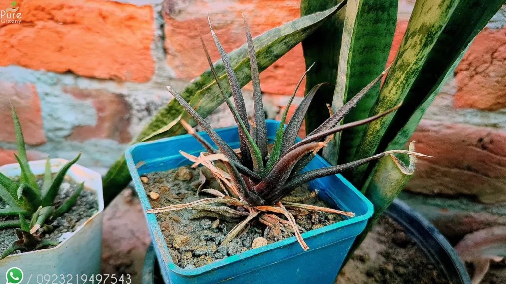 UnderWatered Haworthia Plant