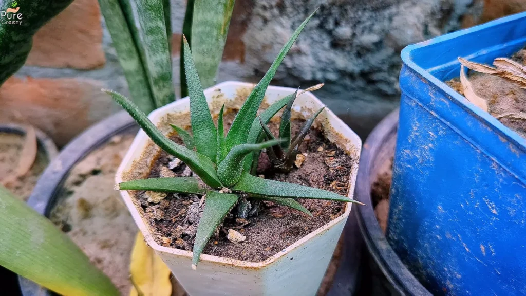 Haworthia Plant Pot