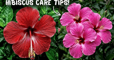 6 Hibiscus Plant Growing Tips that Nobody tells you!