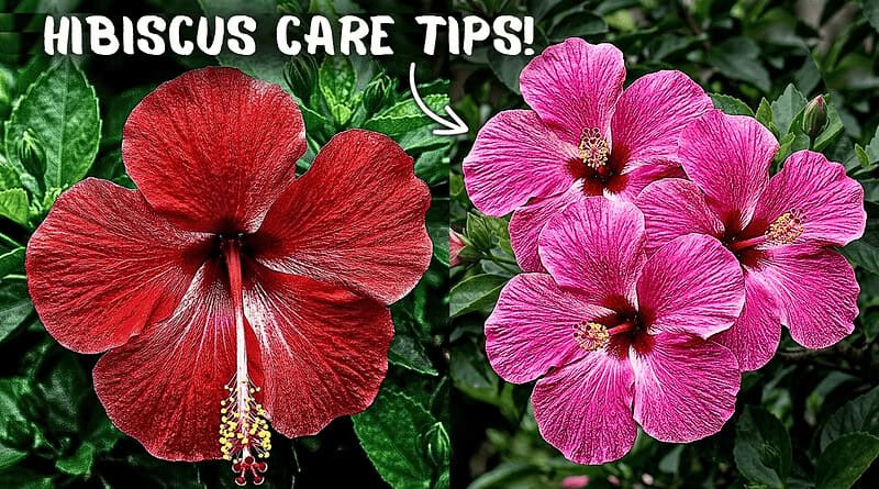 6 Hibiscus Plant Growing Tips that Nobody tells you!