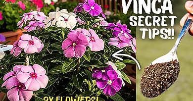 Vinca Plant SECRET Care Tips, That Doubles Flowering!
