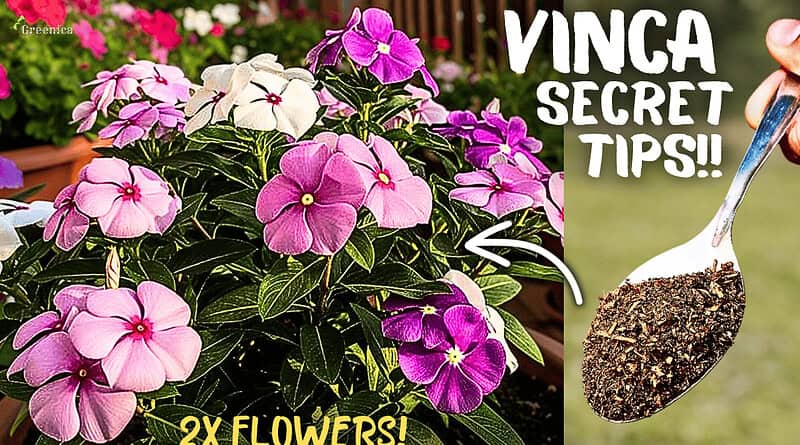 Vinca Plant SECRET Care Tips, That Doubles Flowering!