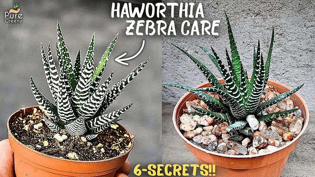 Haworthia plant Care Tips, That nobody Tells you!