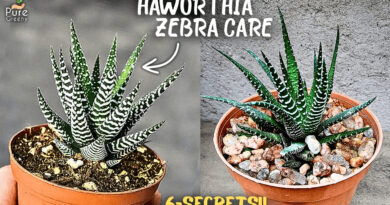 Haworthia plant Care Tips, That nobody Tells you!
