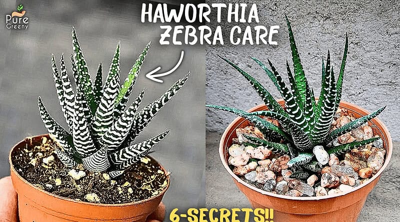 Haworthia plant Care Tips, That nobody Tells you!