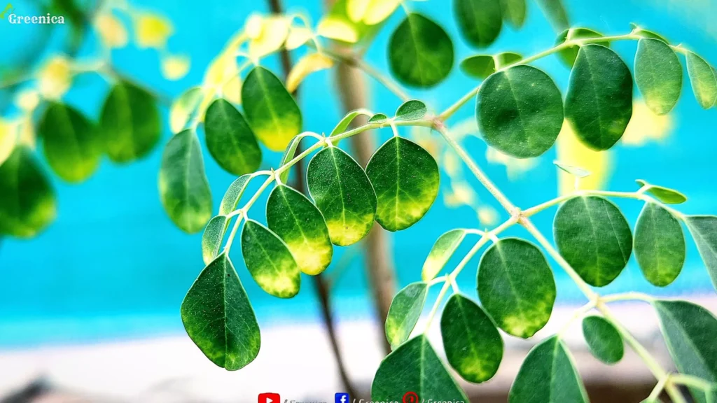 Moringa Plant Yellow leaves