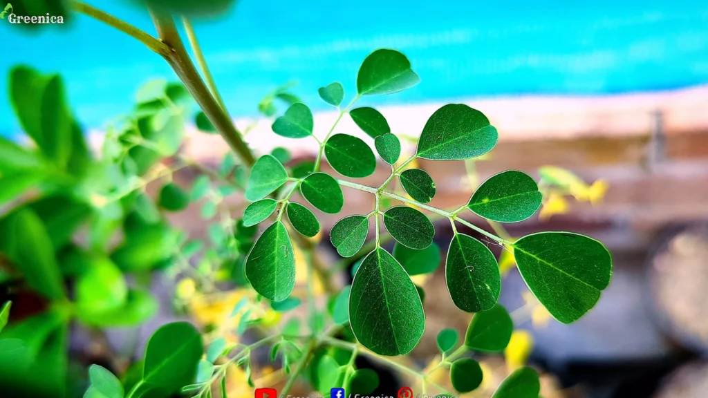 green Moringa leaves