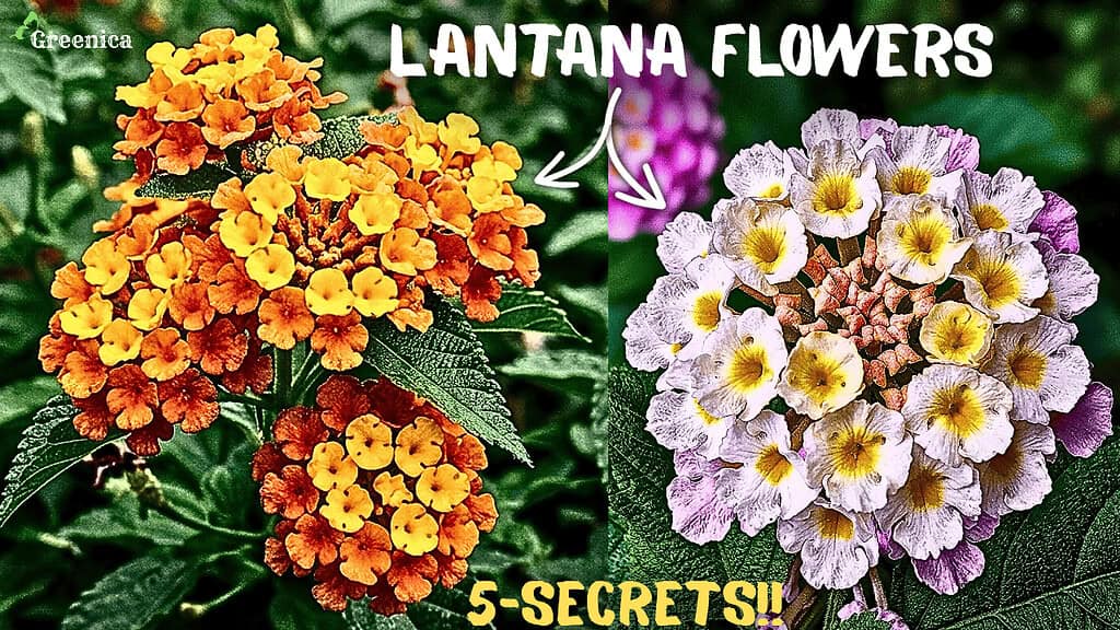 How to Grow A lot Of Lantana Camara Flowers In Pots? (5-Care Tips)