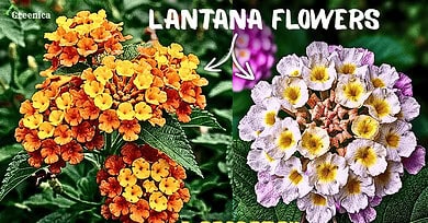 How to Grow A lot Of Lantana Camara Flowers In Pots? (5-Care Tips)