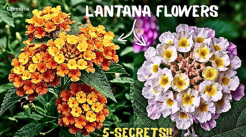 How to Grow A lot Of Lantana Camara Flowers In Pots? (5-Care Tips)