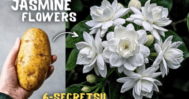 Jasmine Plant Growing Tips That Makes a 1000 Flowers!