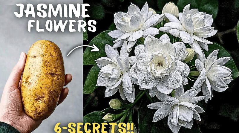 Jasmine Plant Growing Tips That Makes a 1000 Flowers!