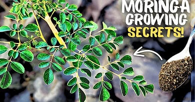 Growing Moringa Plant At Home? Follow These Tricks!