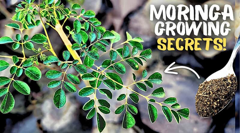 Growing Moringa Plant At Home? Follow These Tricks!