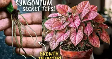 Syngonium Plant SECRET Care Tips, For Maximum Growth!