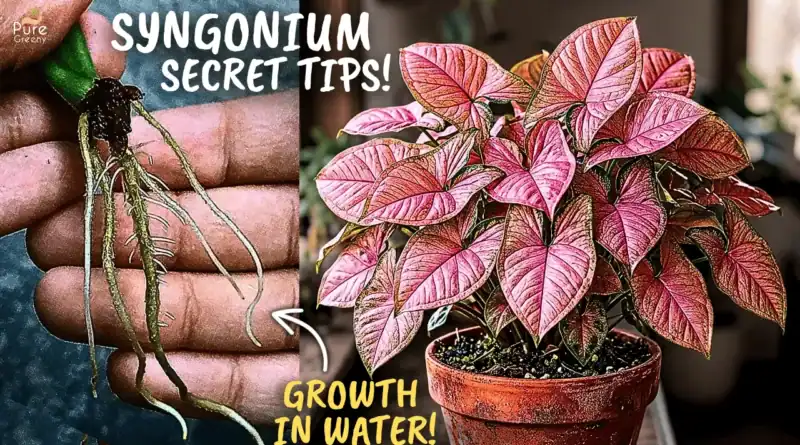 Syngonium Plant SECRET Care Tips, For Maximum Growth!
