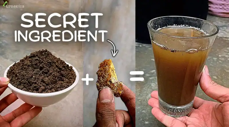 Secret Recipe of Making Powerful Compost Tea Liquid at Home!