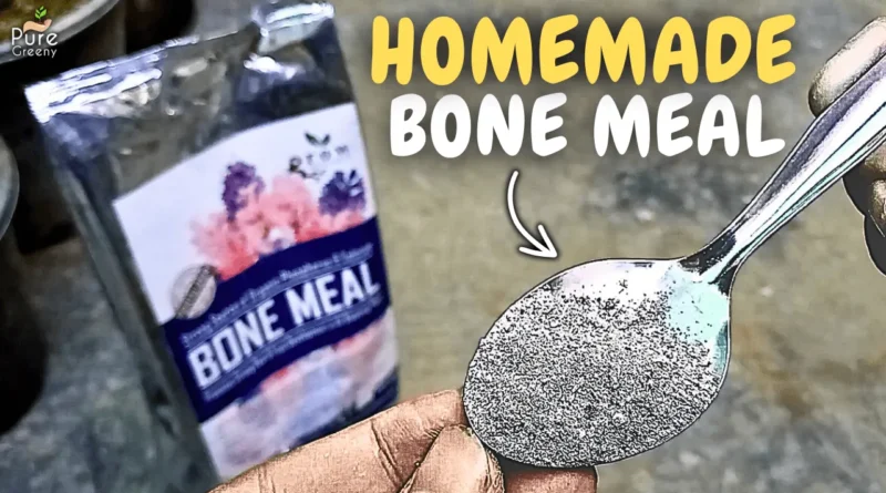 Hidden Ways To Use Bone Meal Fertilizer For Plants! (Nursery Ways)