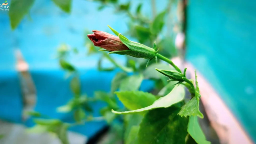 Hibiscus Plant Buds