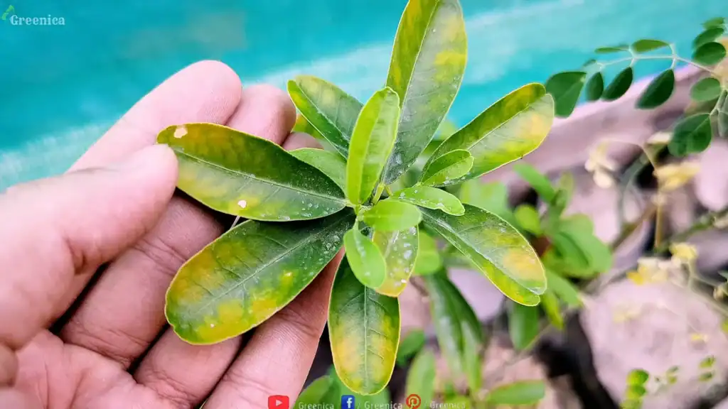 Yellow Leaves of lemon Plant