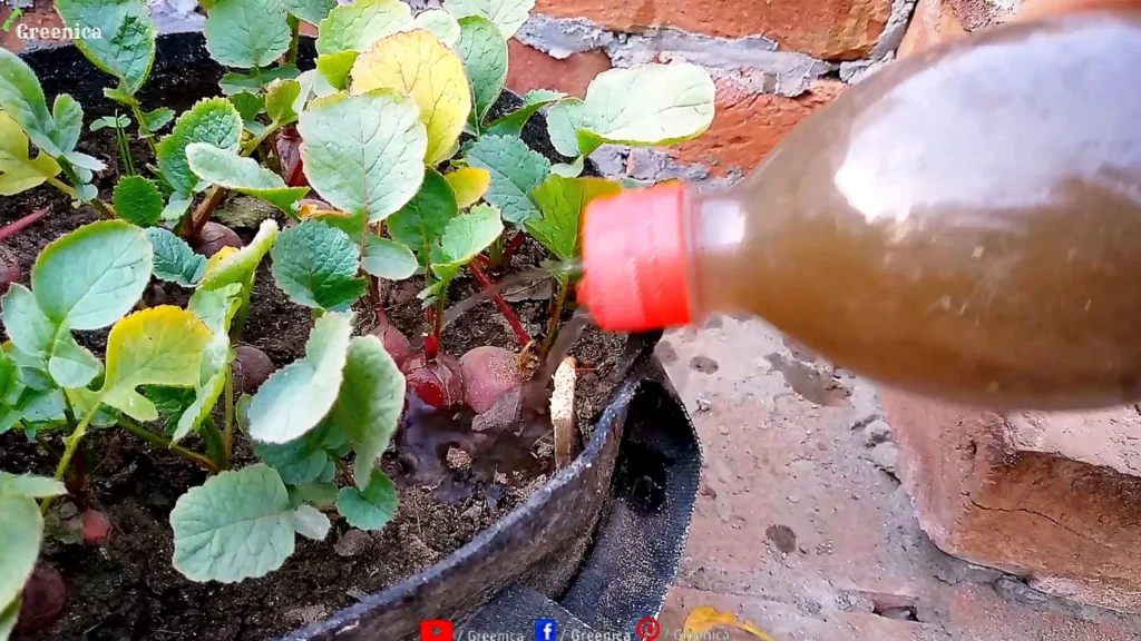 Adding Compost Liquid To Radish Plants