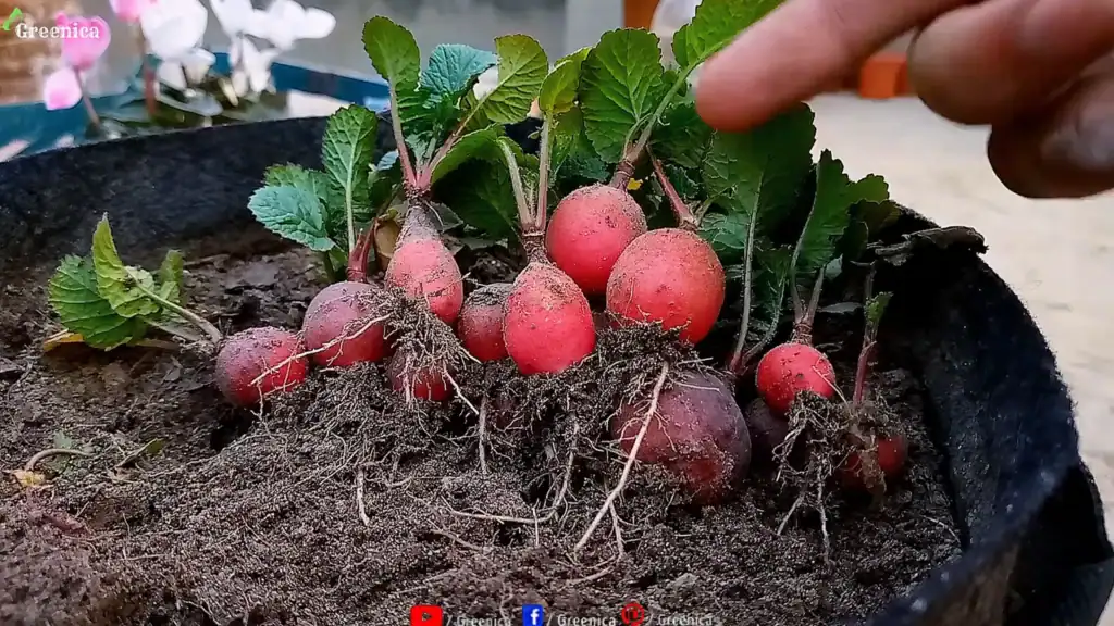 Radishes Harvest