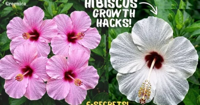 5 Reasons Why is Your Hibiscus Plant Not Flowering? (& THE CURE)