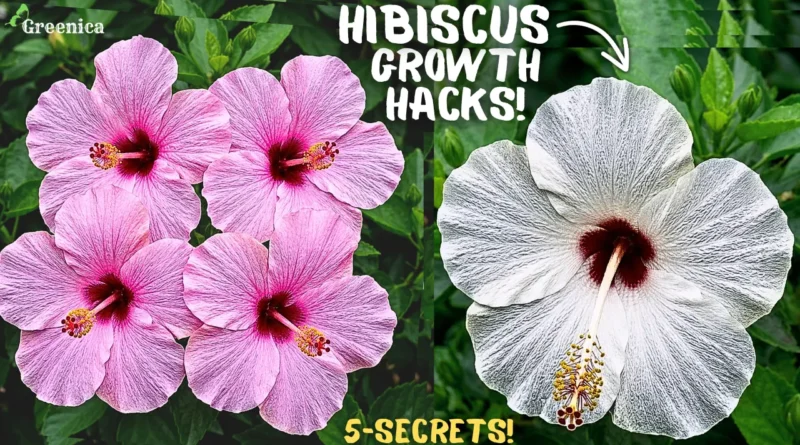 5 Reasons Why is Your Hibiscus Plant Not Flowering? (& THE CURE)