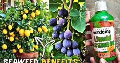 HIDDEN Benefits Of Seaweed Fertilizer For Plants! But Use This Way….